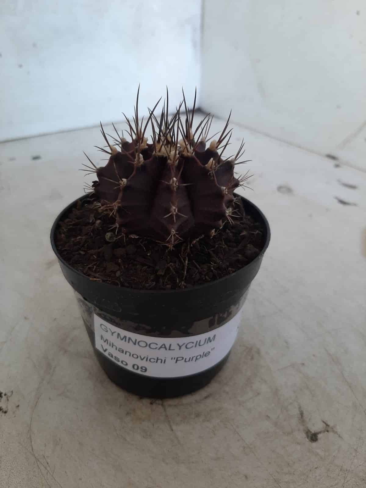 Gymnocalycium Mihanovichii “Purple” Nº 341 – vaso 09