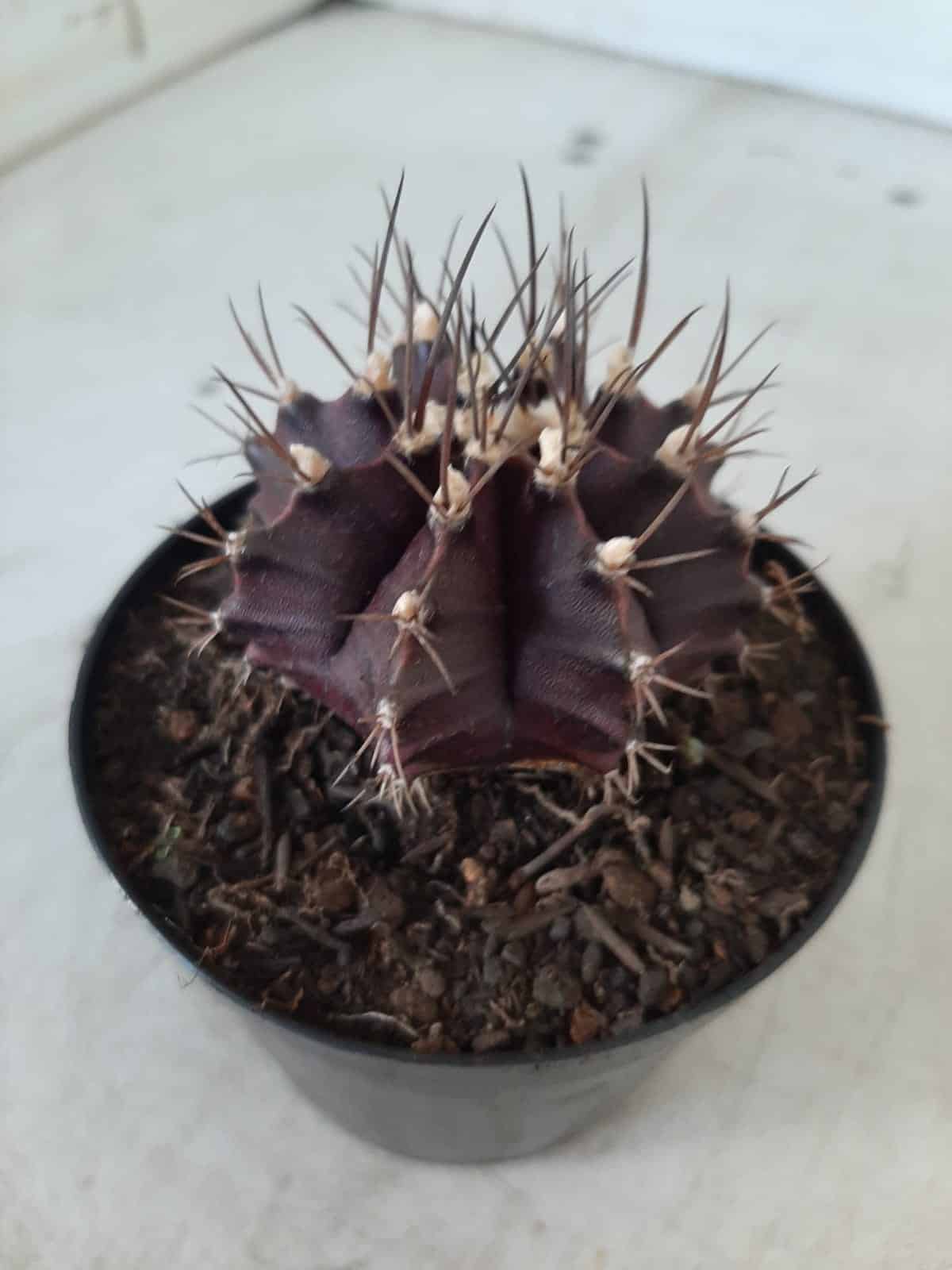 Gymnocalycium Mihanovichii “Purple” Nº 341 – vaso 09