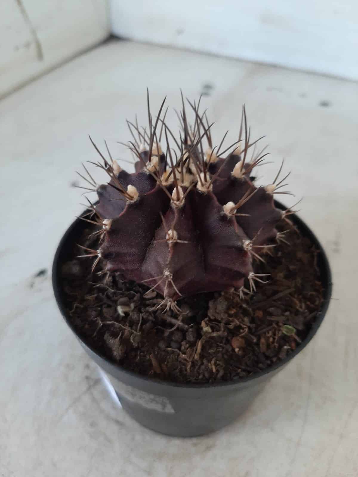 Gymnocalycium Mihanovichii “Purple” Nº 341 – vaso 09