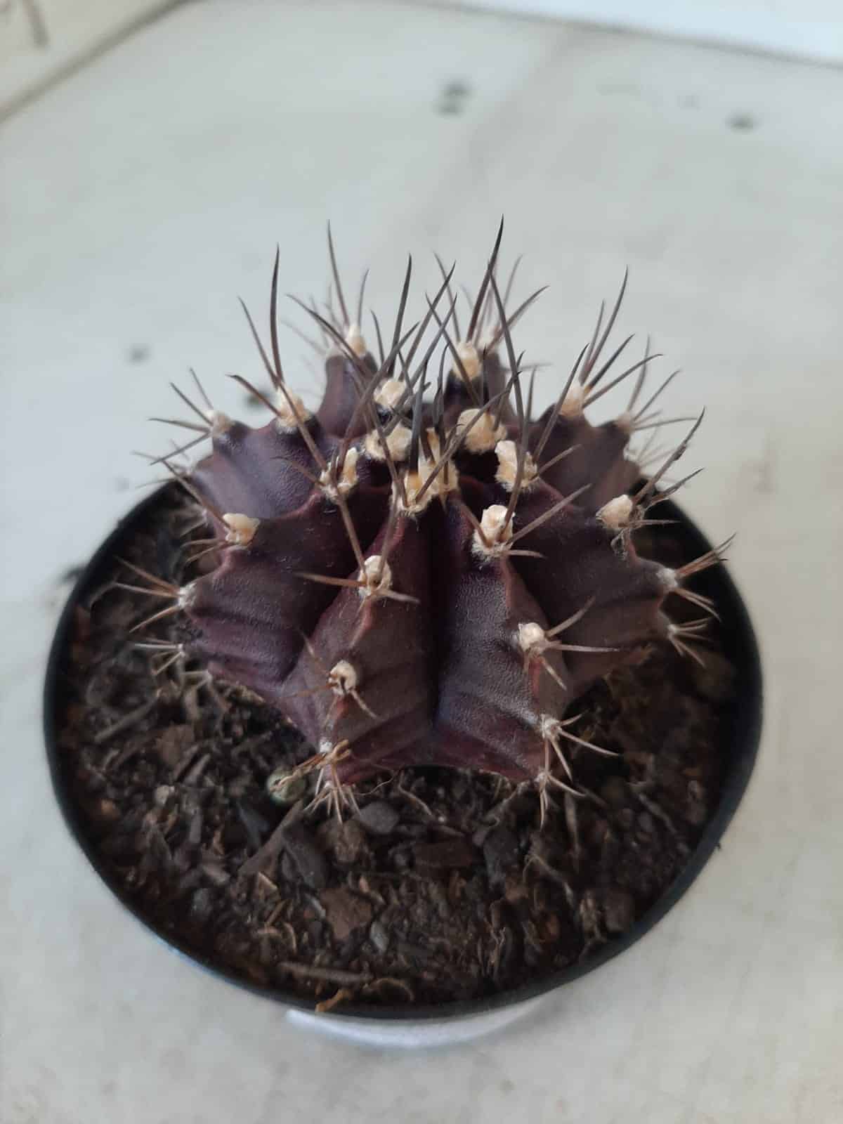 Gymnocalycium Mihanovichii “Purple” Nº 341 – vaso 09
