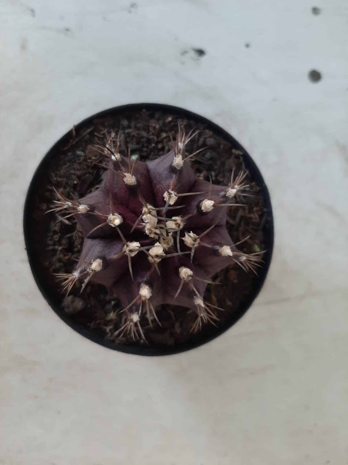 Gymnocalycium Mihanovichii “Purple” Nº 341 – vaso 09