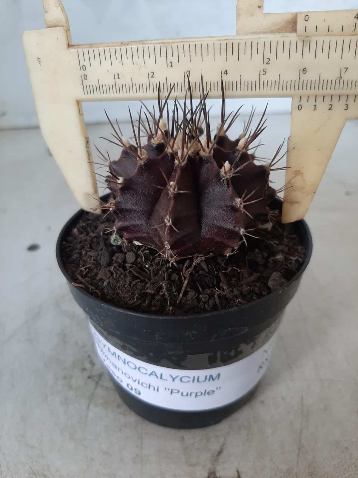 Gymnocalycium Mihanovichii “Purple” Nº 341 – vaso 09