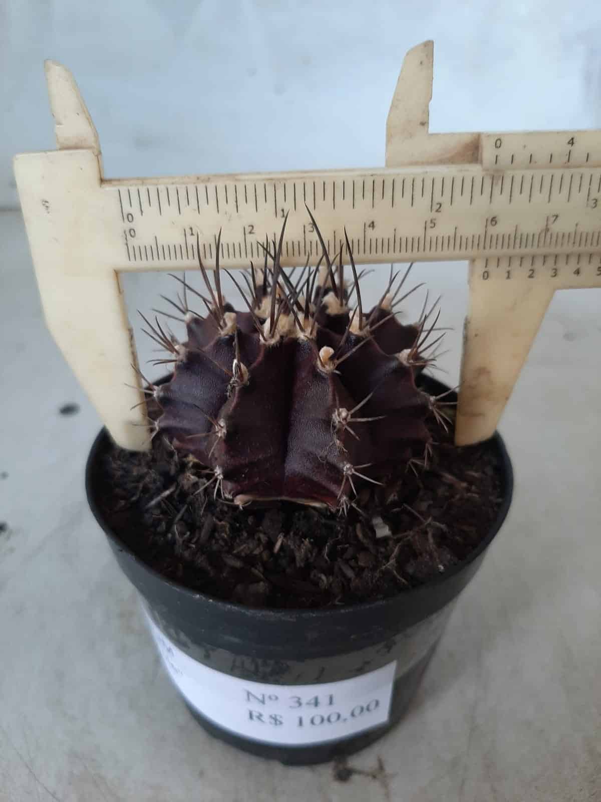 Gymnocalycium Mihanovichii “Purple” Nº 341 – vaso 09