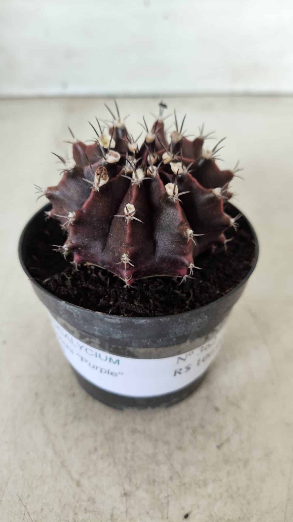 Gymnocalycium Mihanovichii “Purple” Nº 362 – vaso 09