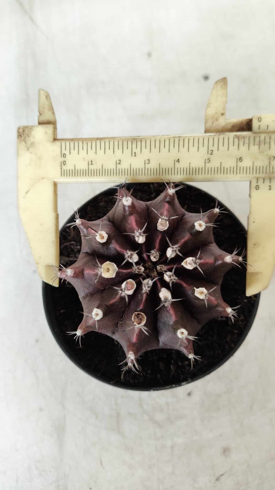 Gymnocalycium Mihanovichii “Purple” Nº 362 – vaso 09