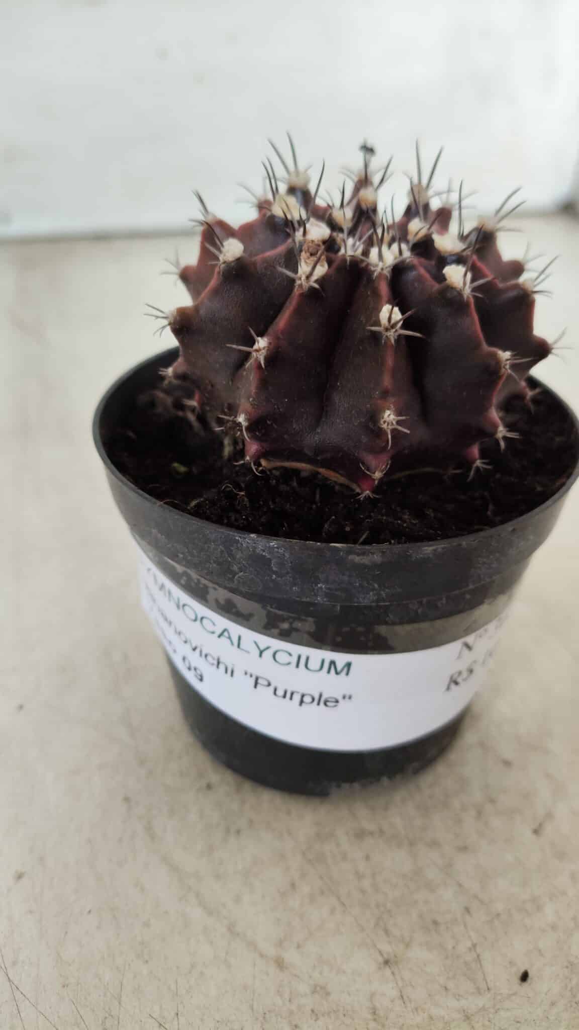 Gymnocalycium Mihanovichii “Purple” Nº 362 – vaso 09