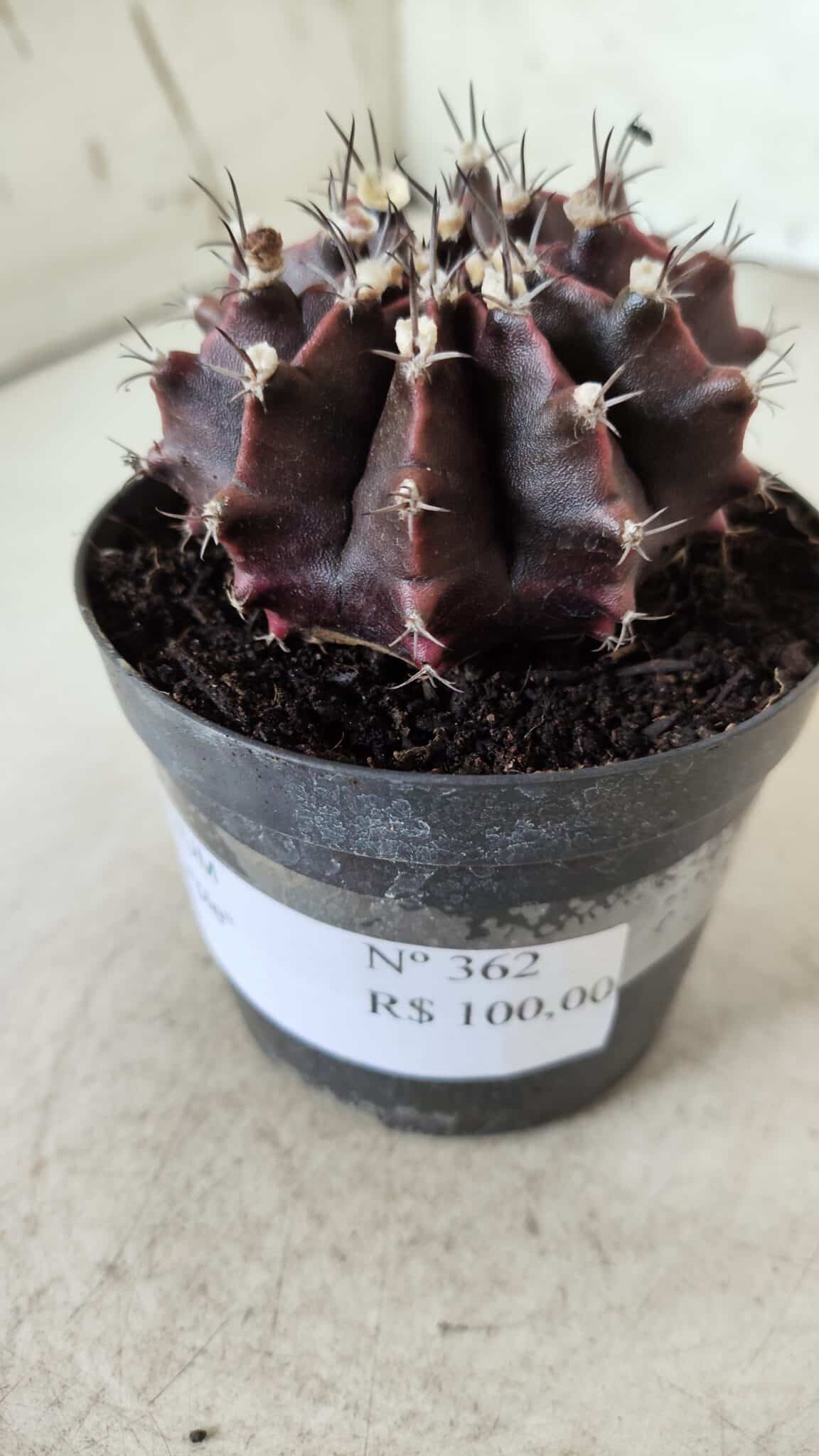 Gymnocalycium Mihanovichii “Purple” Nº 362 – vaso 09