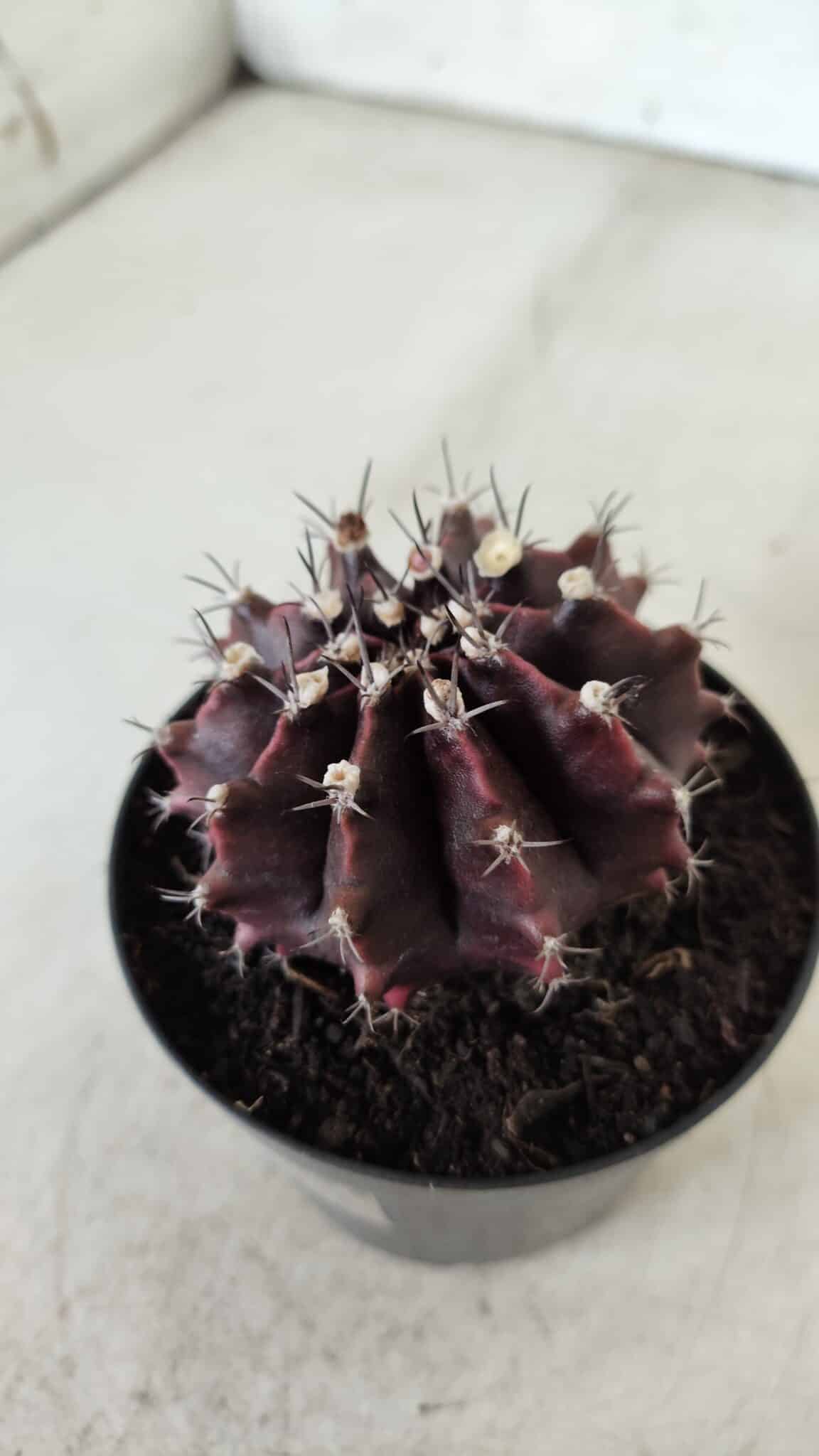 Gymnocalycium Mihanovichii “Purple” Nº 362 – vaso 09