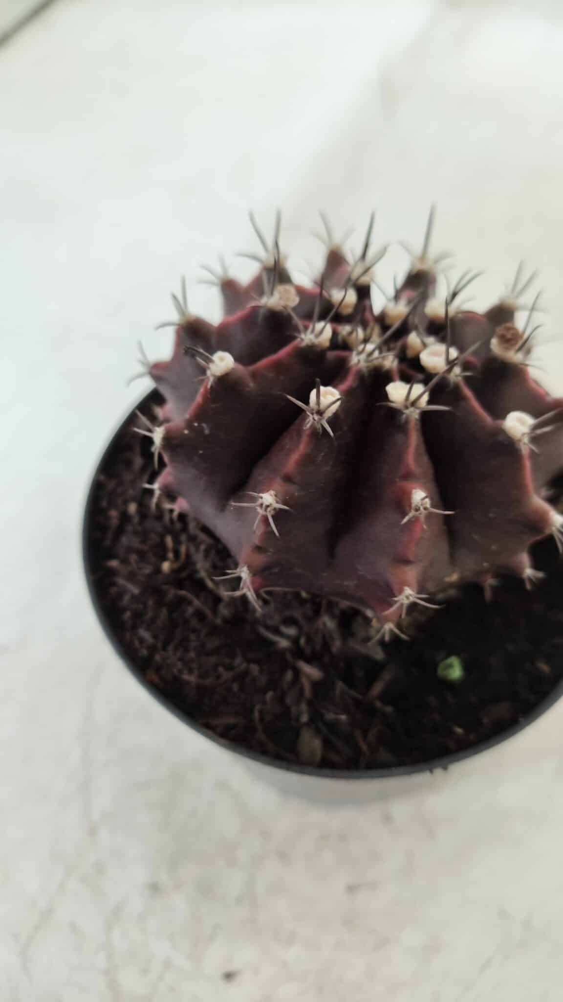 Gymnocalycium Mihanovichii “Purple” Nº 362 – vaso 09
