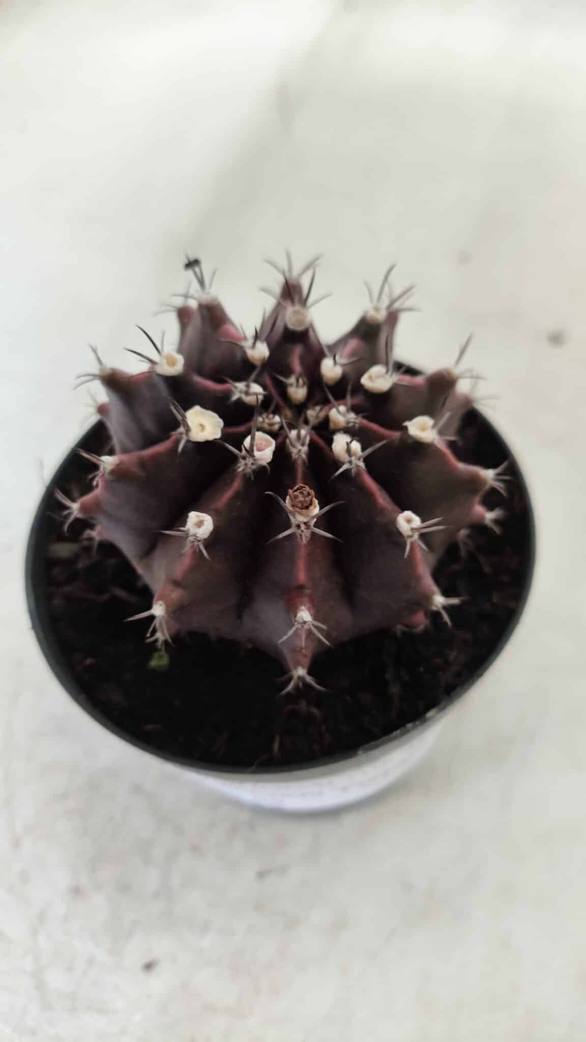 Gymnocalycium Mihanovichii “Purple” Nº 362 – vaso 09