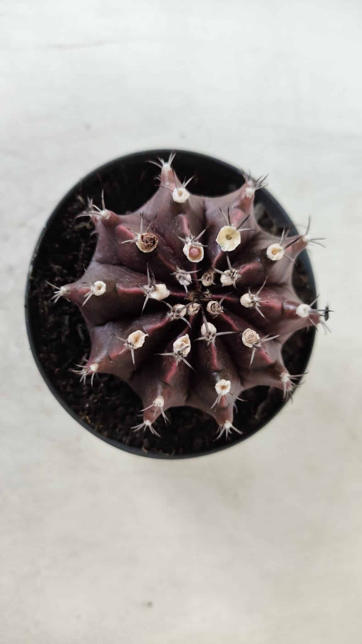 Gymnocalycium Mihanovichii “Purple” Nº 362 – vaso 09
