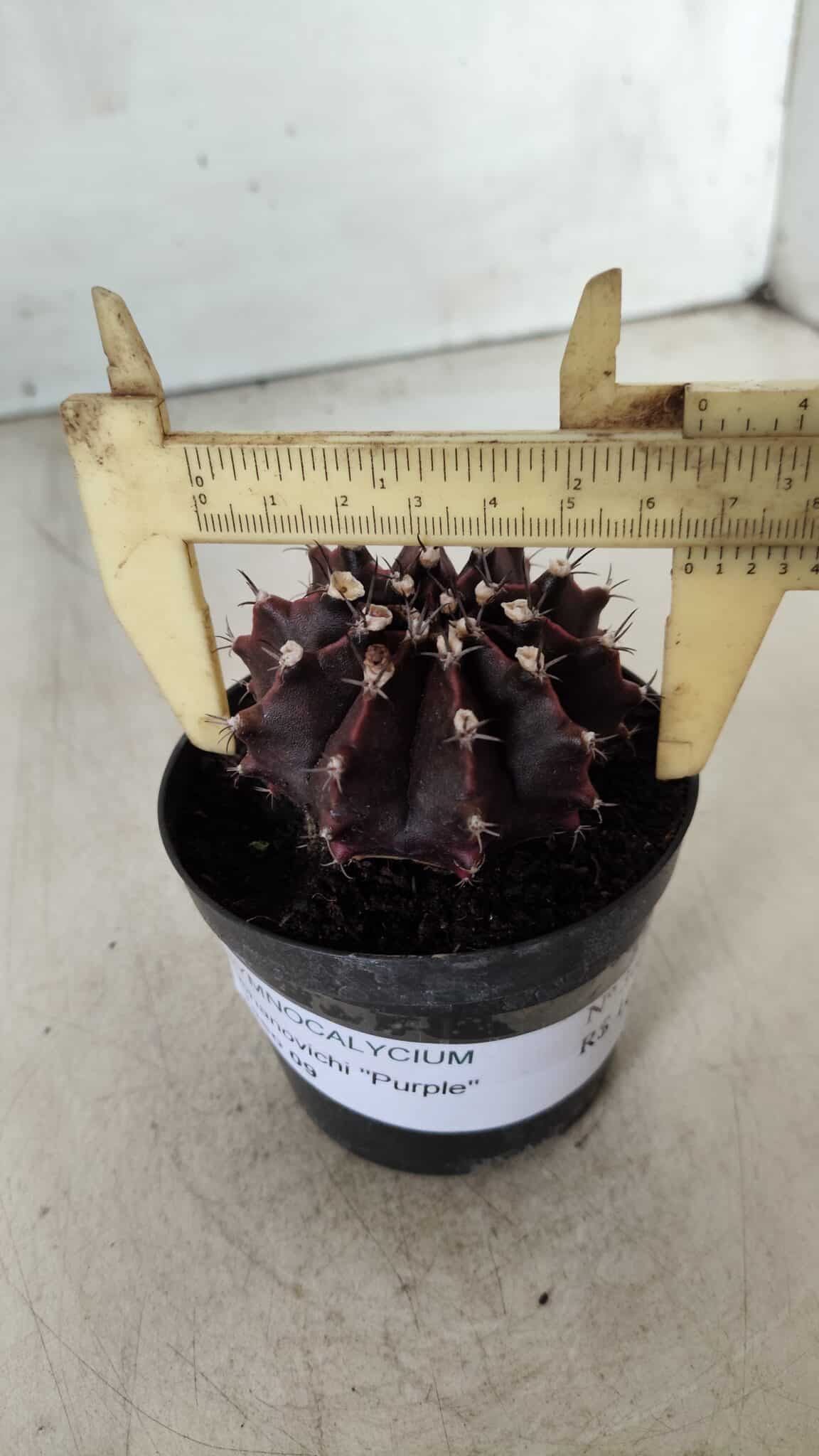 Gymnocalycium Mihanovichii “Purple” Nº 362 – vaso 09