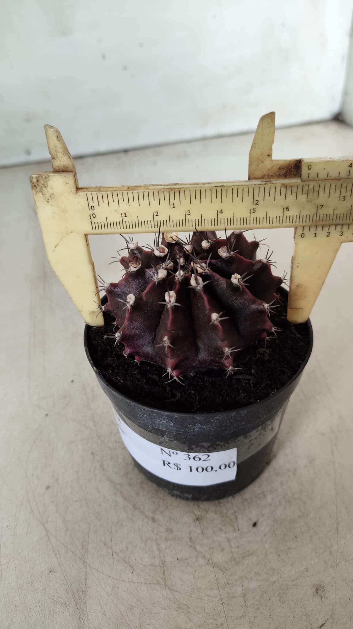 Gymnocalycium Mihanovichii “Purple” Nº 362 – vaso 09