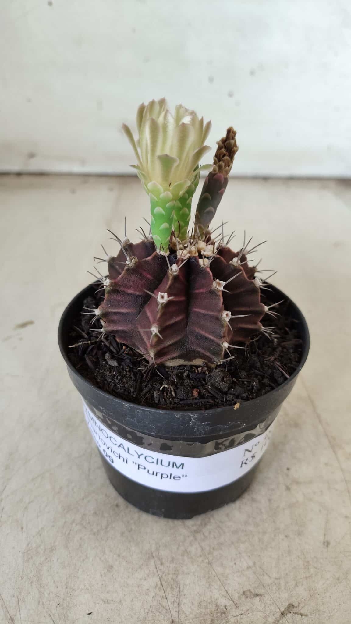 Gymnocalycium Mihanovichii “Purple” Nº 383 – vaso 09