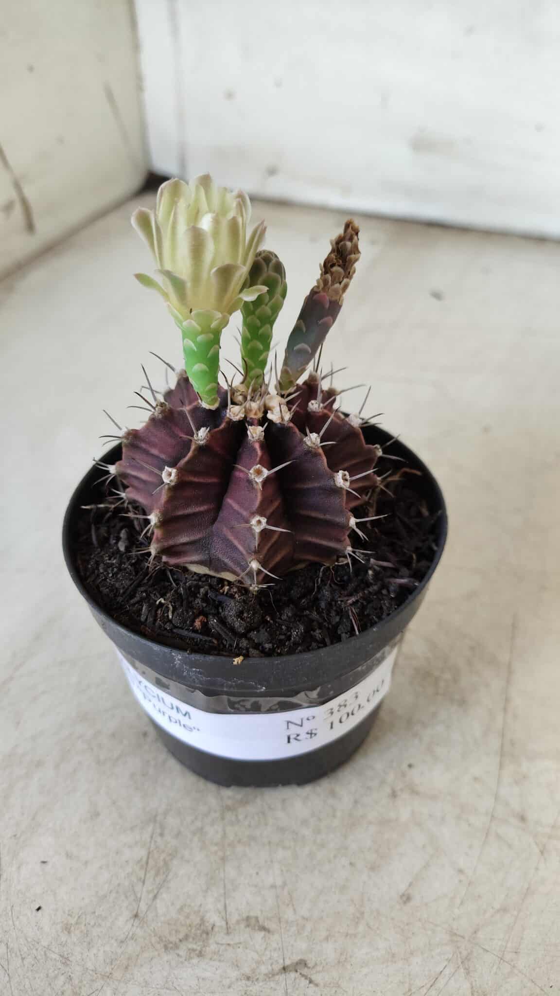 Gymnocalycium Mihanovichii “Purple” Nº 383 – vaso 09