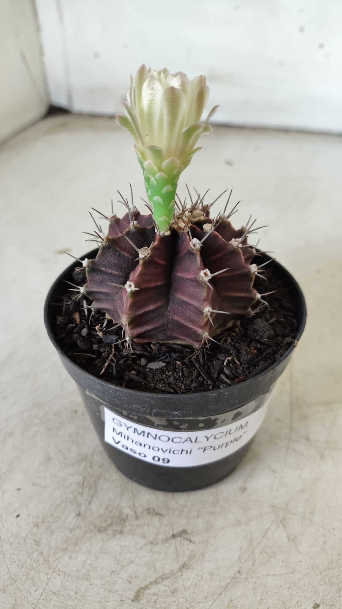 Gymnocalycium Mihanovichii “Purple” Nº 383 – vaso 09