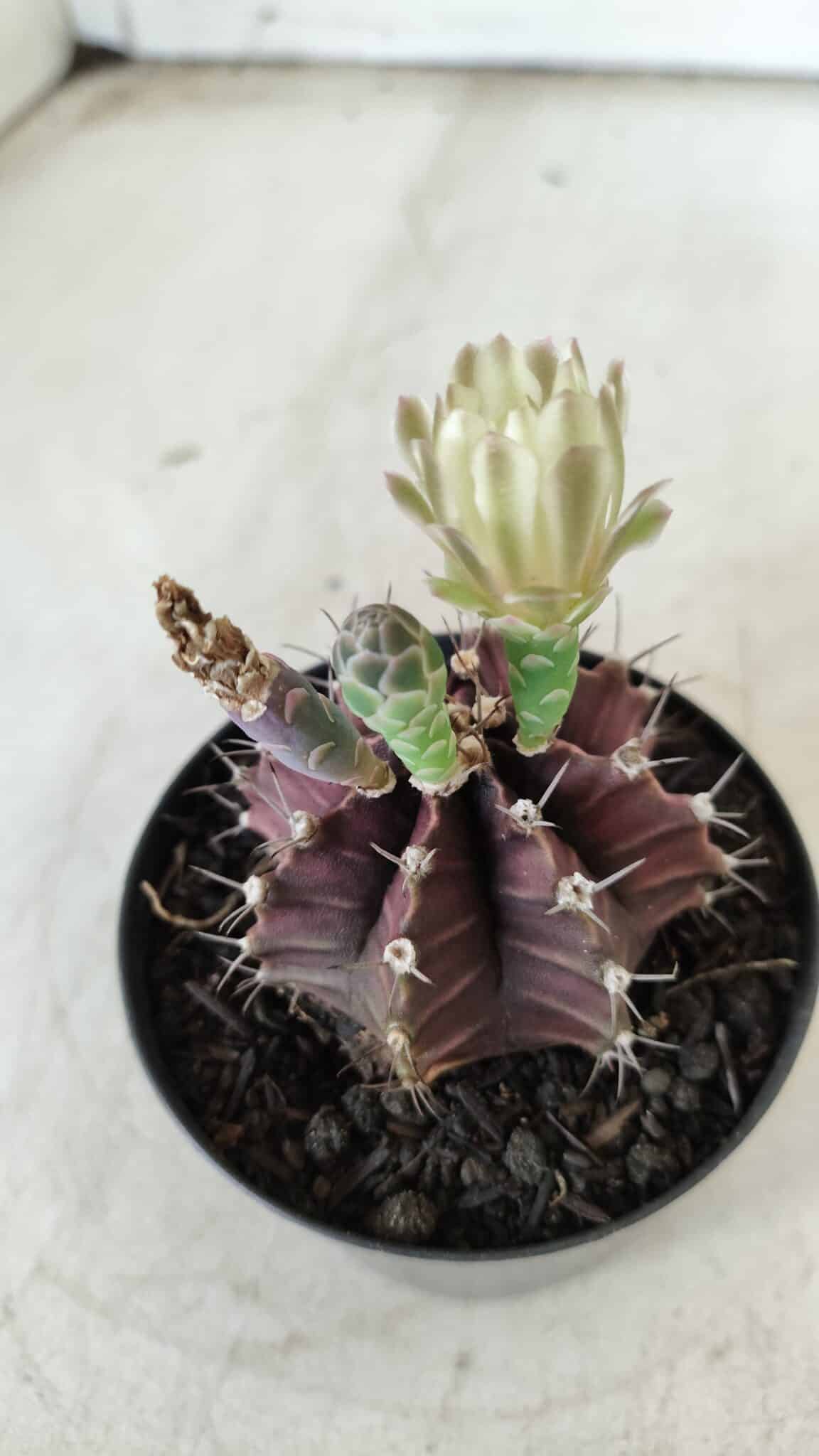 Gymnocalycium Mihanovichii “Purple” Nº 383 – vaso 09