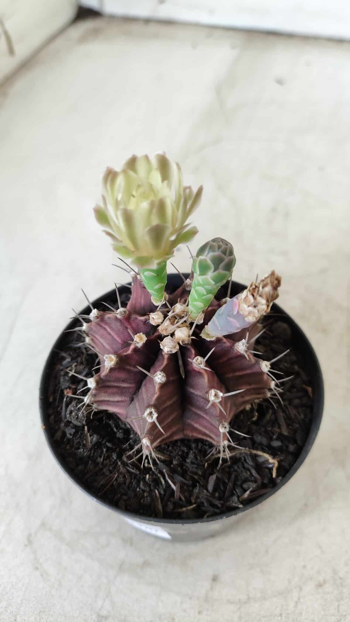 Gymnocalycium Mihanovichii “Purple” Nº 383 – vaso 09