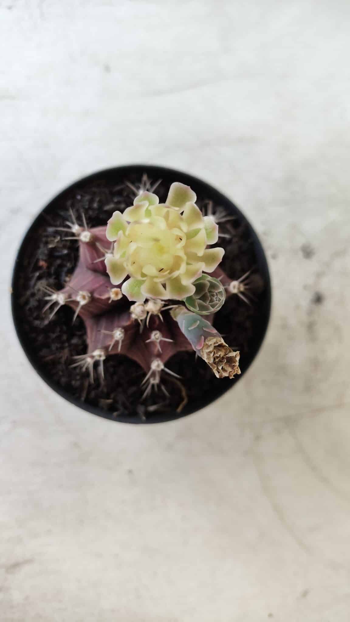 Gymnocalycium Mihanovichii “Purple” Nº 383 – vaso 09