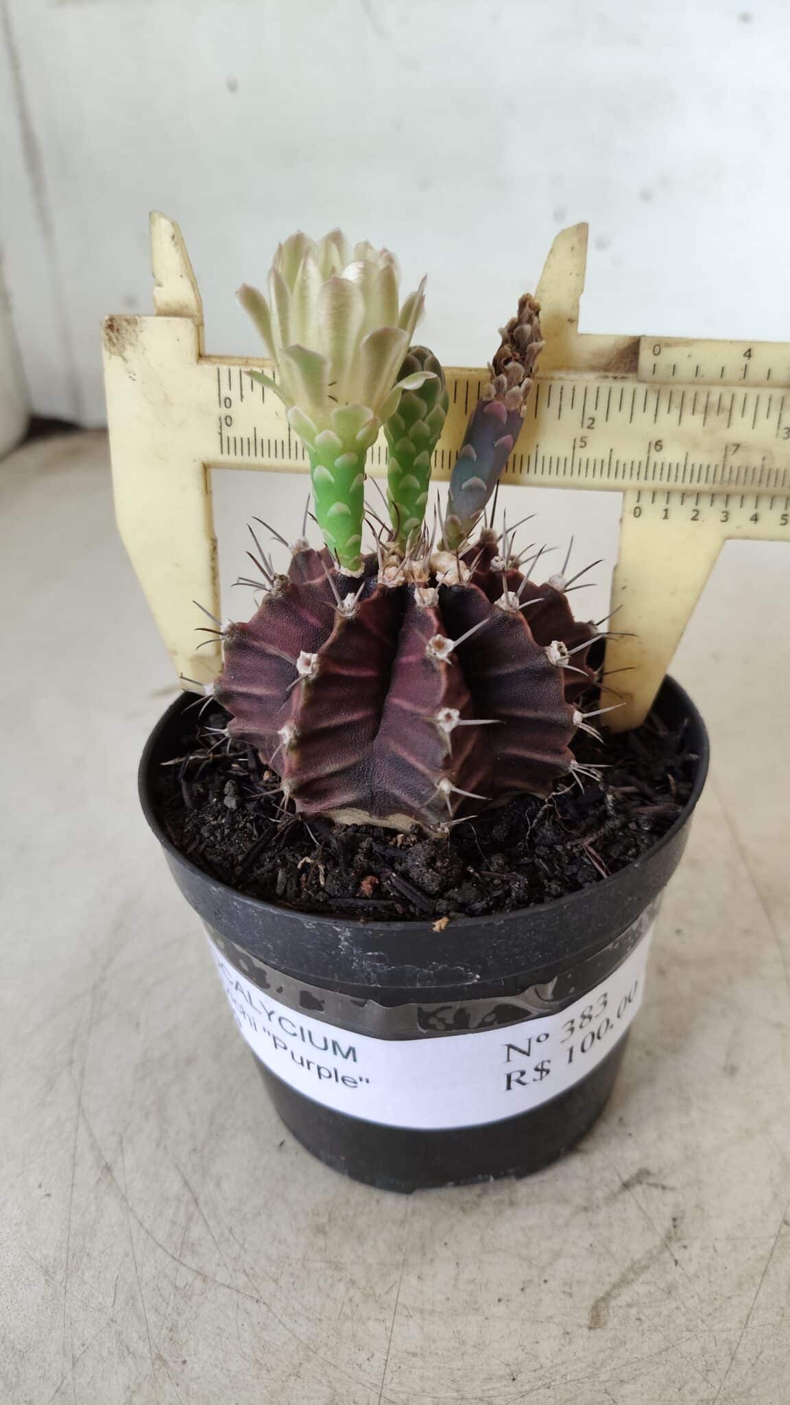 Gymnocalycium Mihanovichii “Purple” Nº 383 – vaso 09