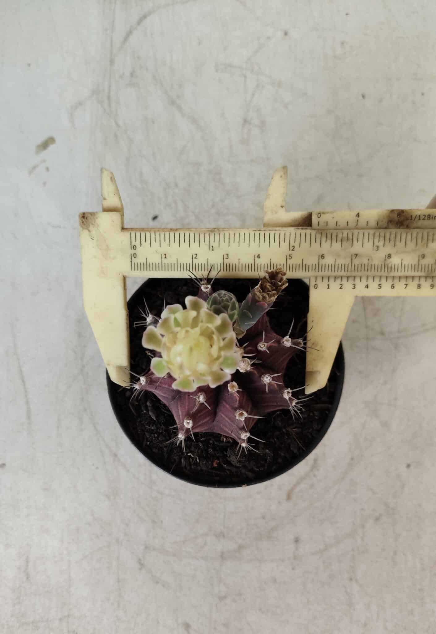 Gymnocalycium Mihanovichii “Purple” Nº 383 – vaso 09