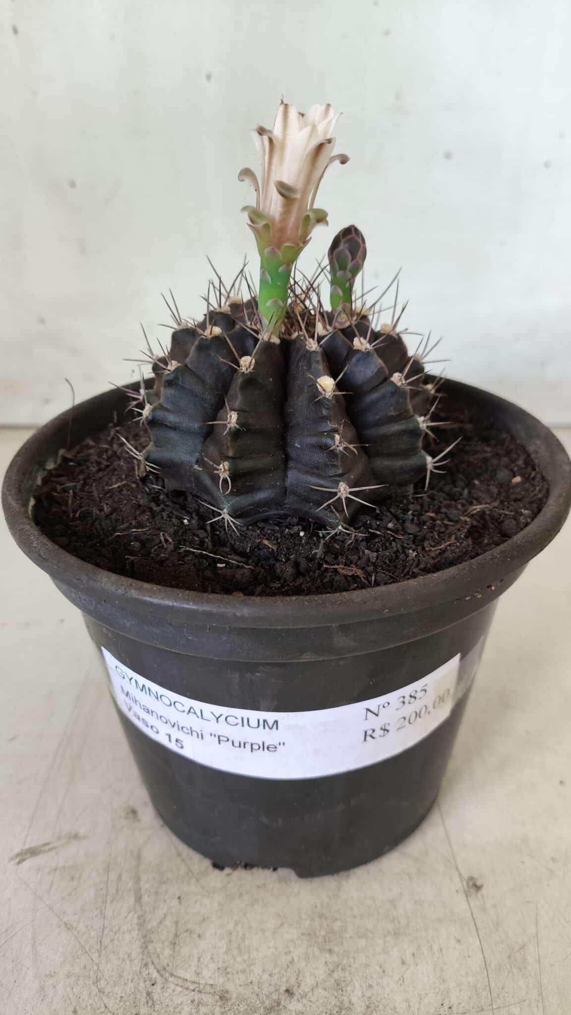 Gymnocalycium Mihanovichii “Purple” Nº 385 – vaso 15