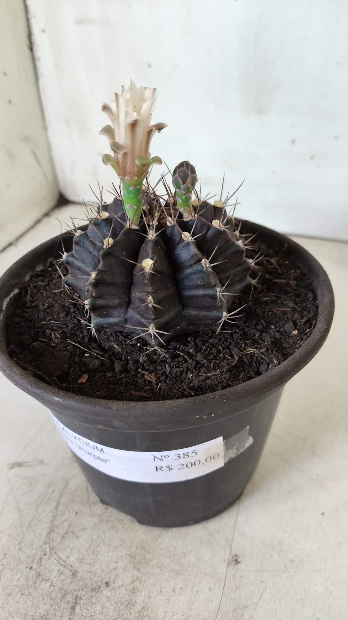 Gymnocalycium Mihanovichii “Purple” Nº 385 – vaso 15
