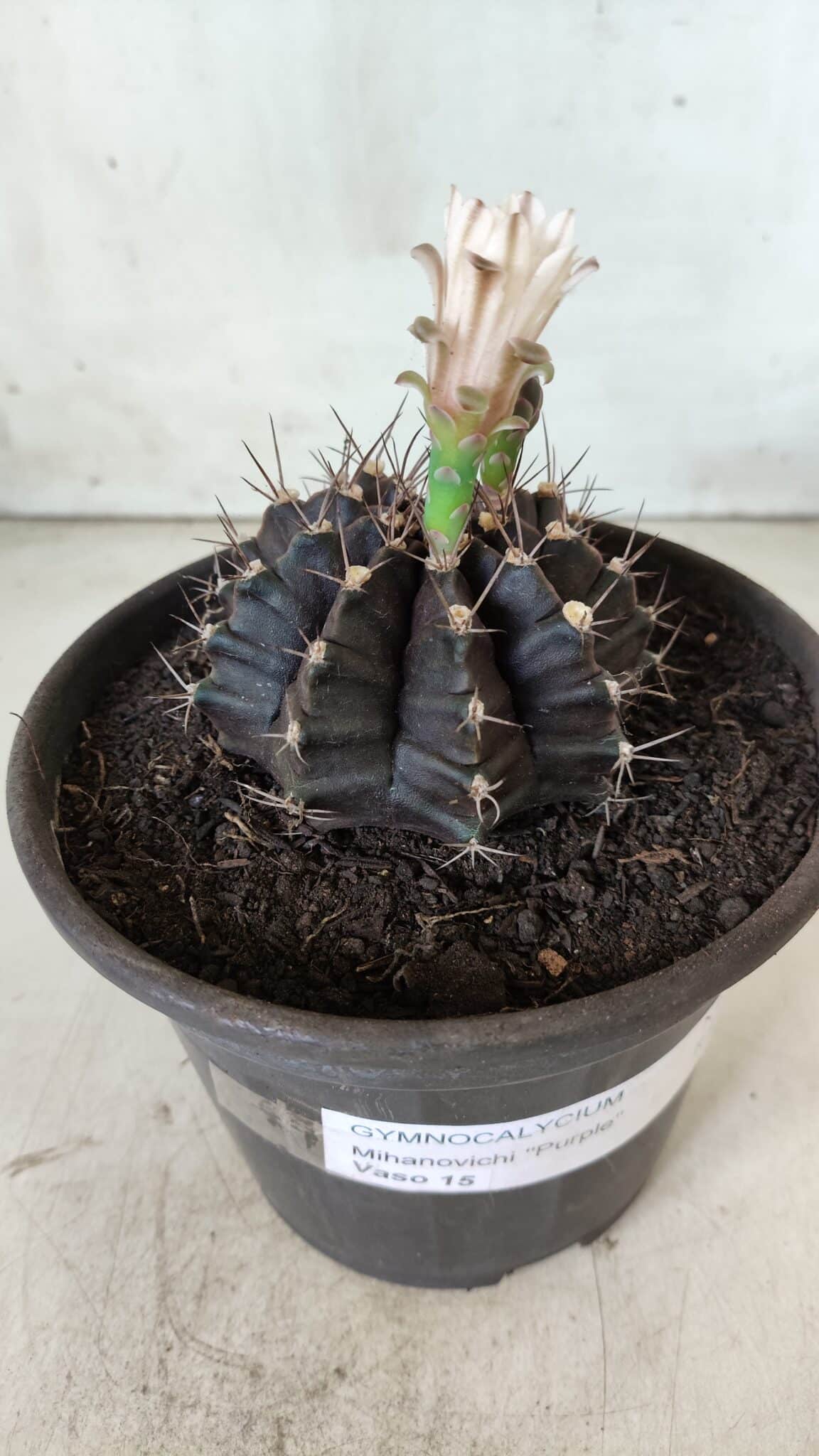 Gymnocalycium Mihanovichii “Purple” Nº 385 – vaso 15