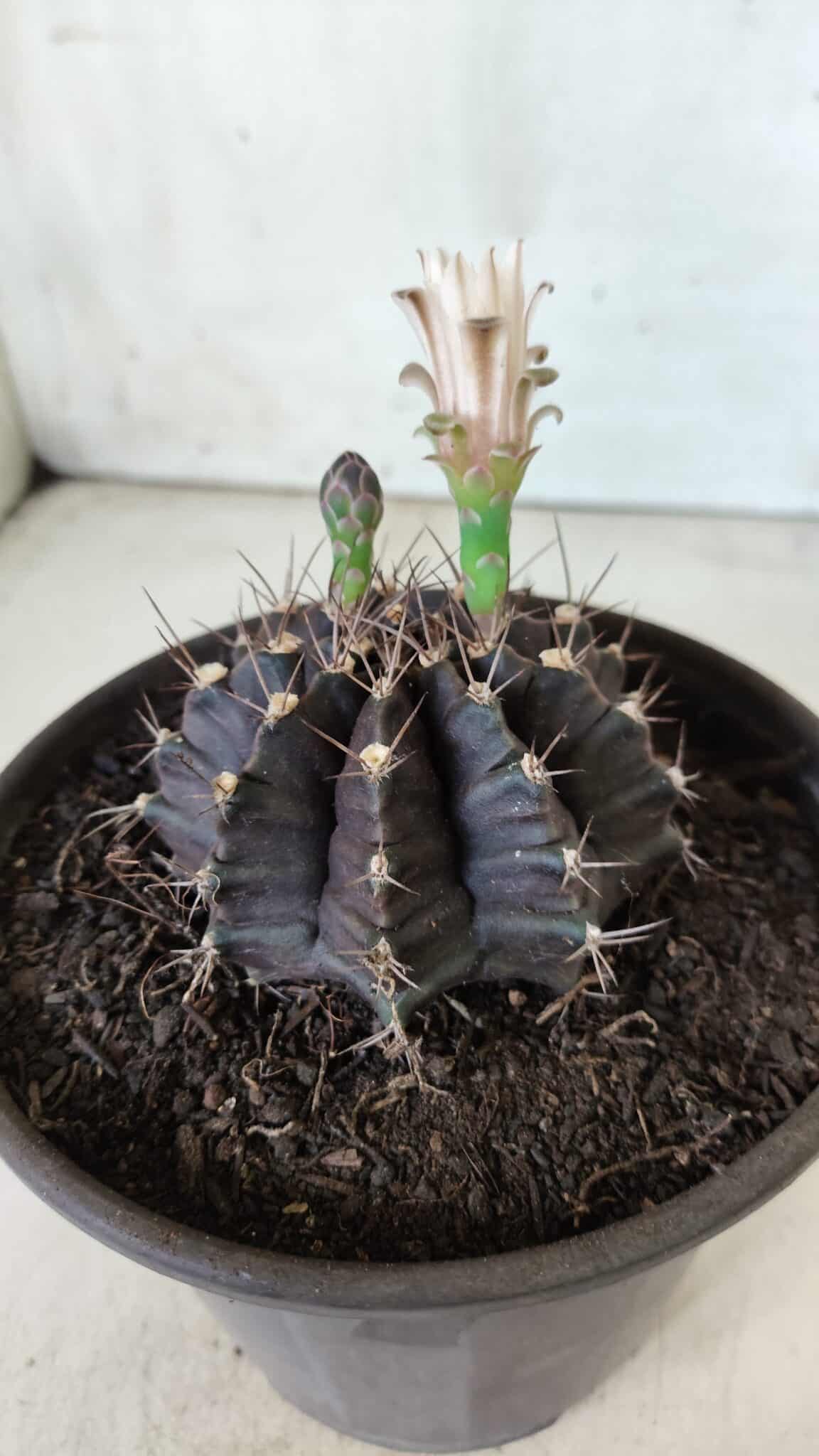 Gymnocalycium Mihanovichii “Purple” Nº 385 – vaso 15