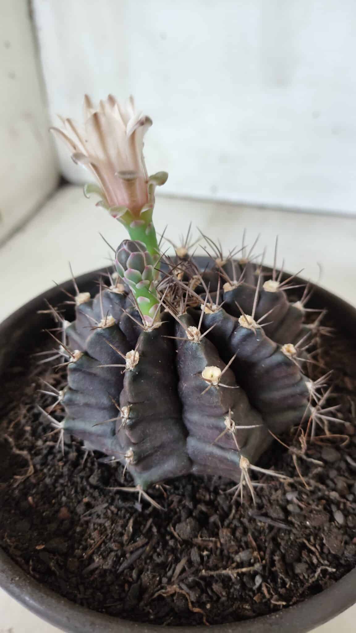 Gymnocalycium Mihanovichii “Purple” Nº 385 – vaso 15