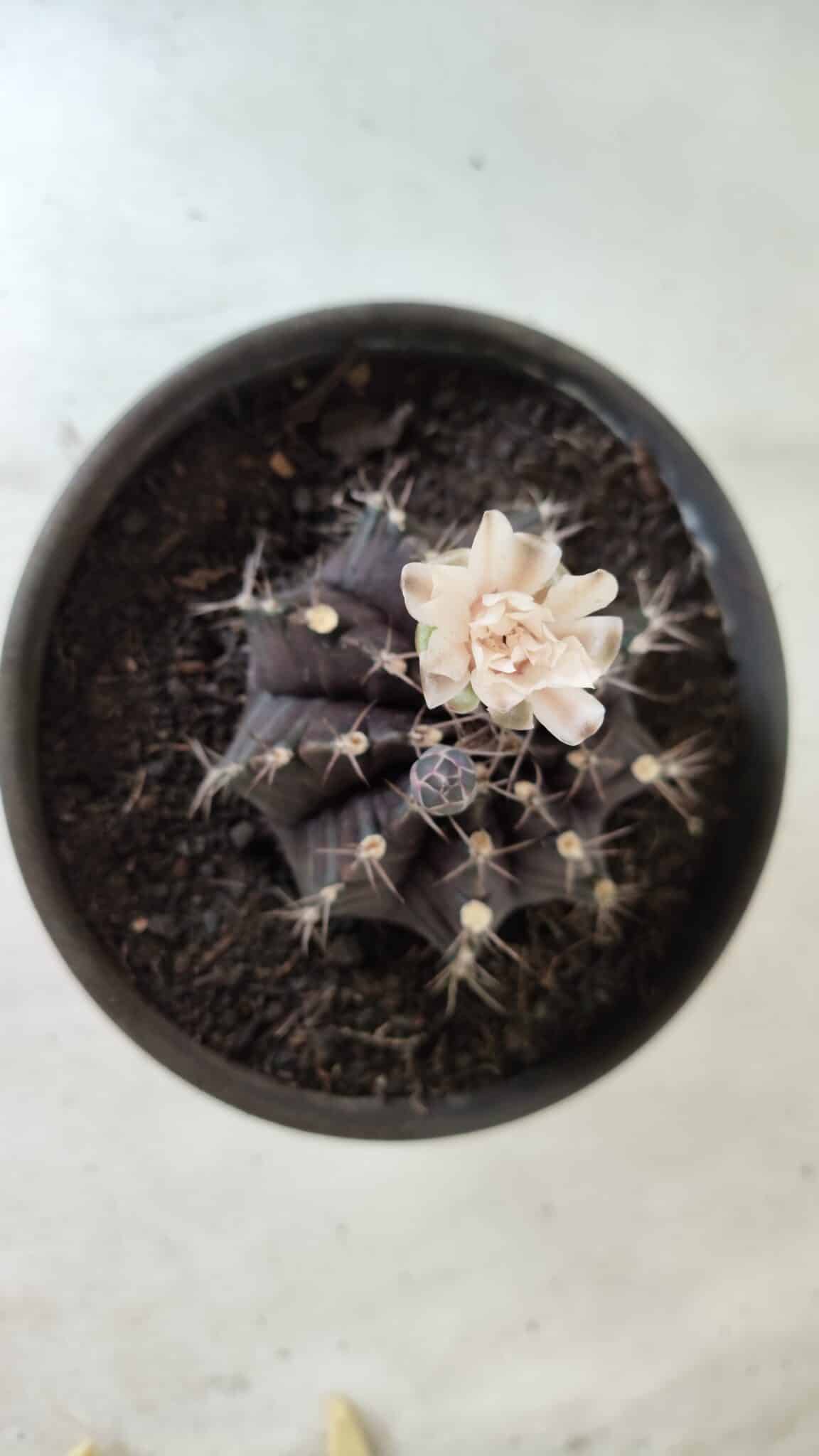 Gymnocalycium Mihanovichii “Purple” Nº 385 – vaso 15