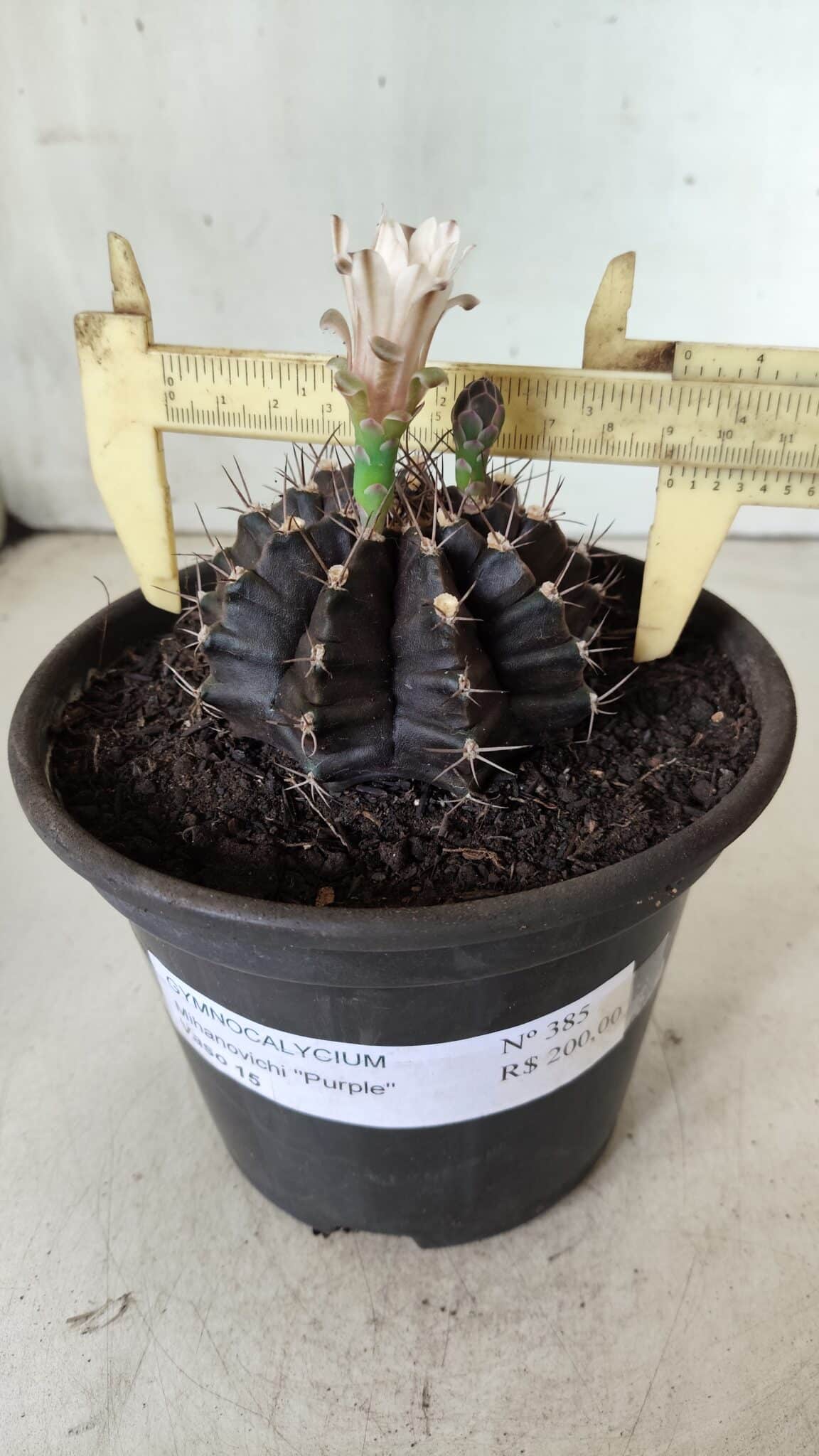 Gymnocalycium Mihanovichii “Purple” Nº 385 – vaso 15