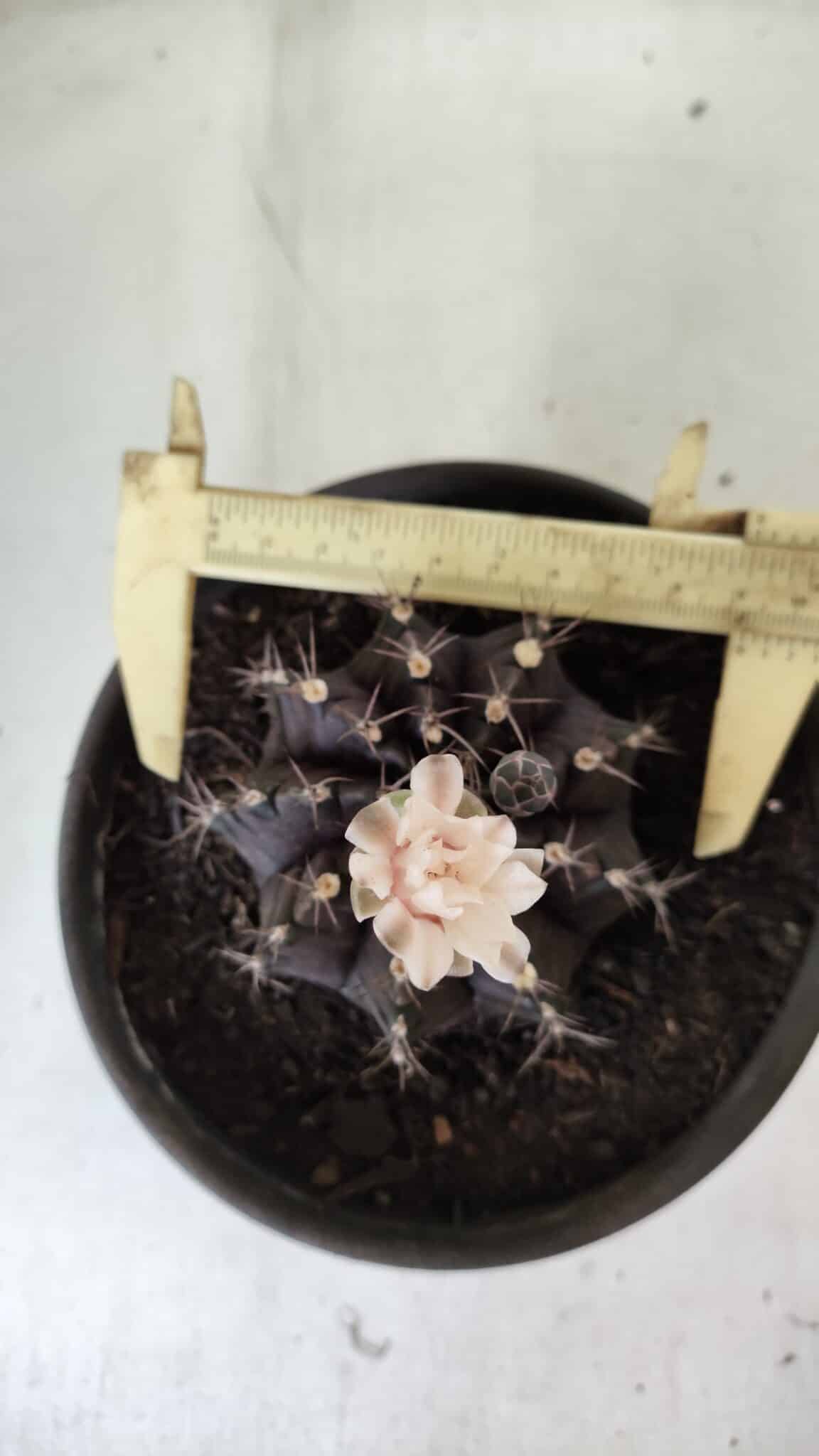 Gymnocalycium Mihanovichii “Purple” Nº 385 – vaso 15