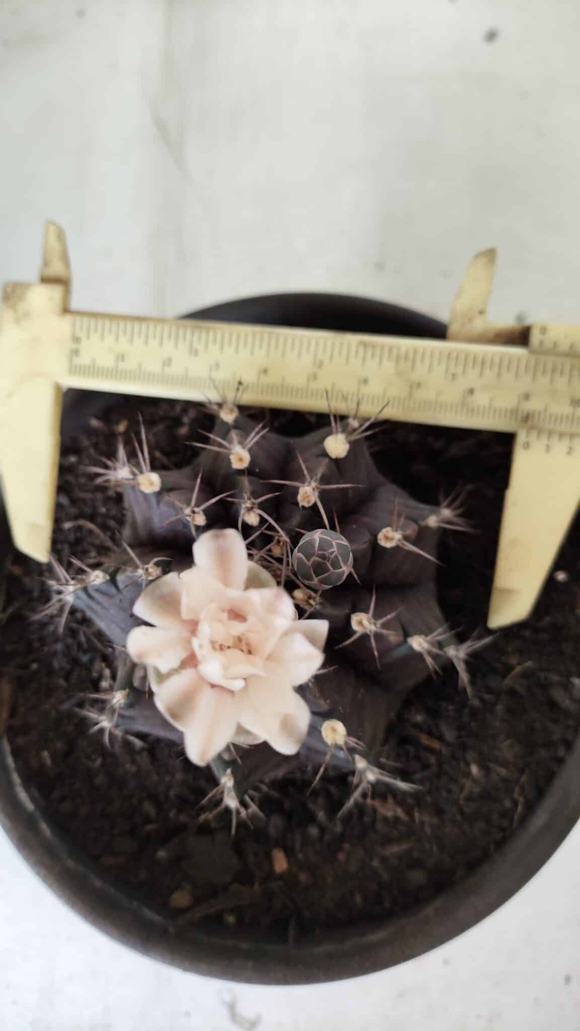 Gymnocalycium Mihanovichii “Purple” Nº 385 – vaso 15