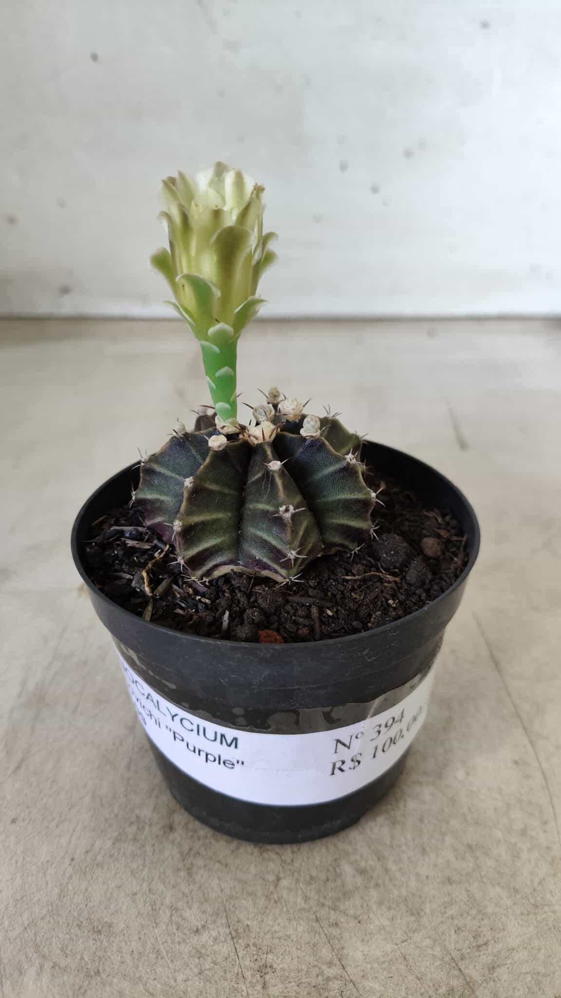 Gymnocalycium Mihanovichii “Purple” Nº 394 – vaso 09