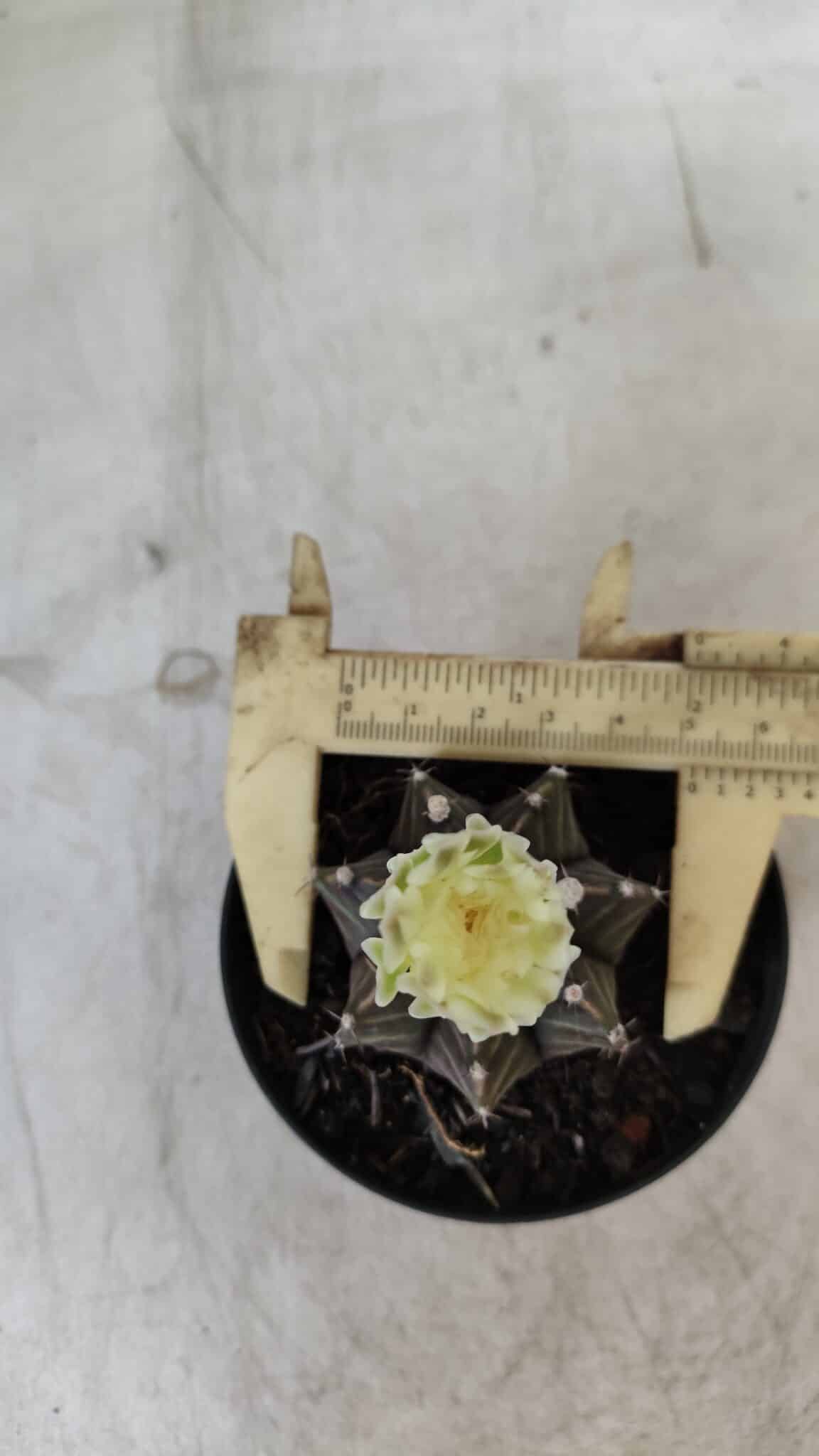 Gymnocalycium Mihanovichii “Purple” Nº 394 – vaso 09