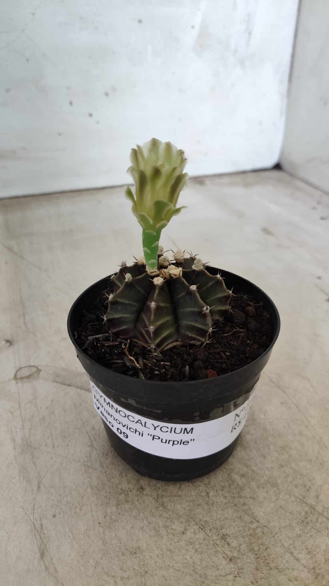 Gymnocalycium Mihanovichii “Purple” Nº 394 – vaso 09
