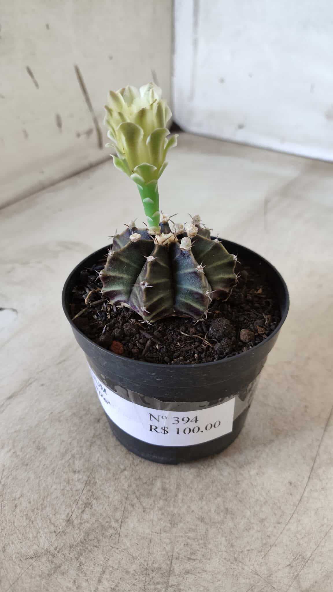 Gymnocalycium Mihanovichii “Purple” Nº 394 – vaso 09
