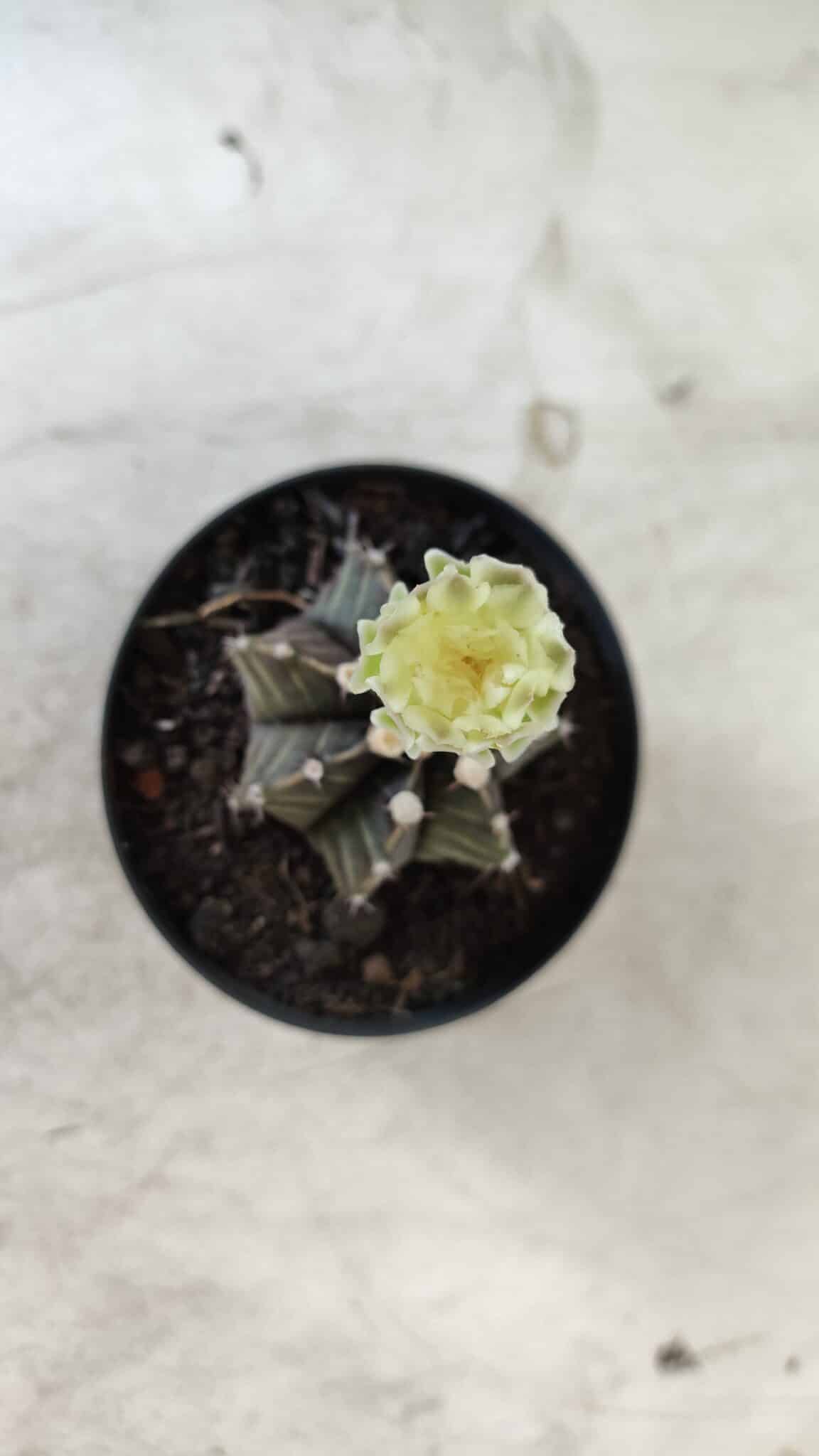 Gymnocalycium Mihanovichii “Purple” Nº 394 – vaso 09
