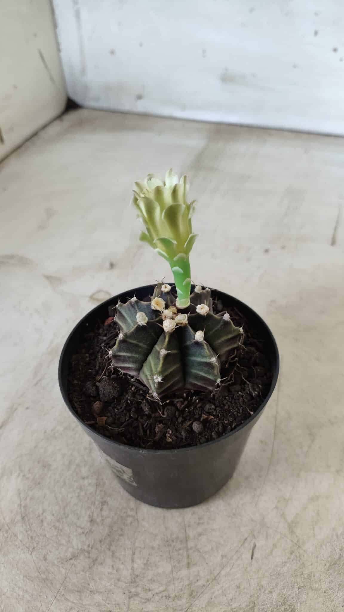 Gymnocalycium Mihanovichii “Purple” Nº 394 – vaso 09