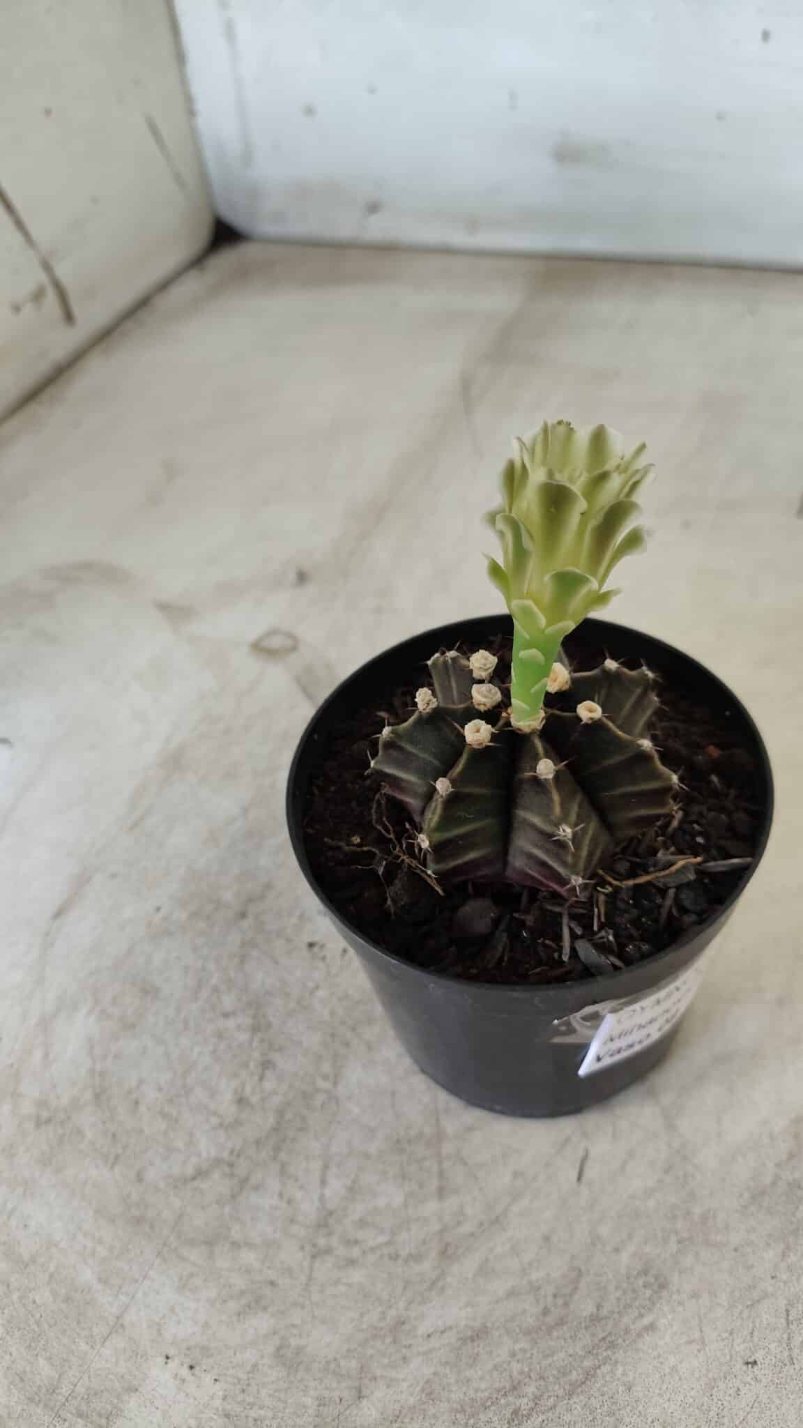 Gymnocalycium Mihanovichii “Purple” Nº 394 – vaso 09