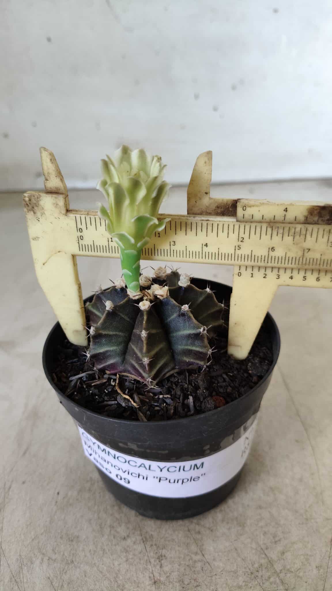Gymnocalycium Mihanovichii “Purple” Nº 394 – vaso 09