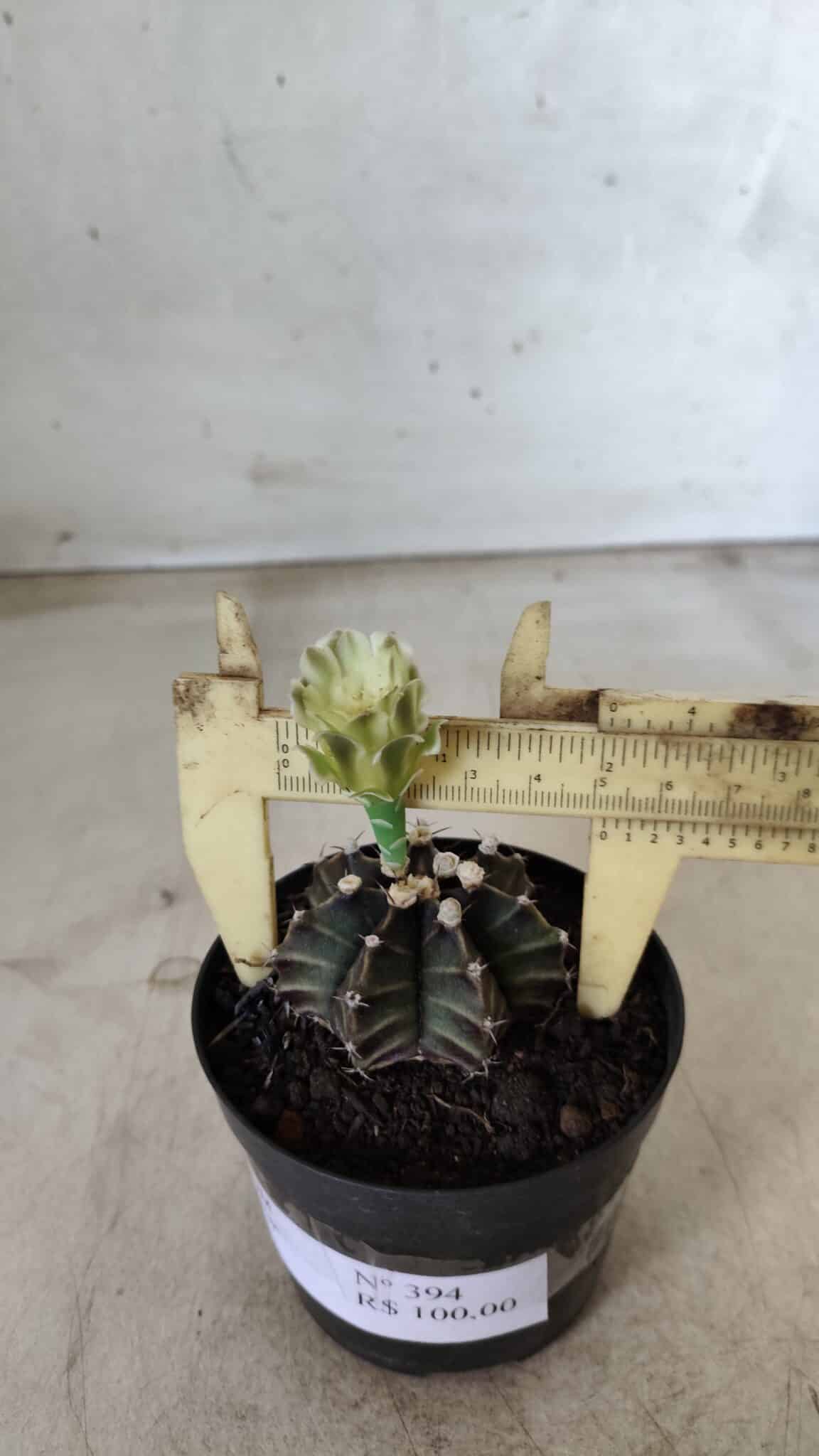 Gymnocalycium Mihanovichii “Purple” Nº 394 – vaso 09