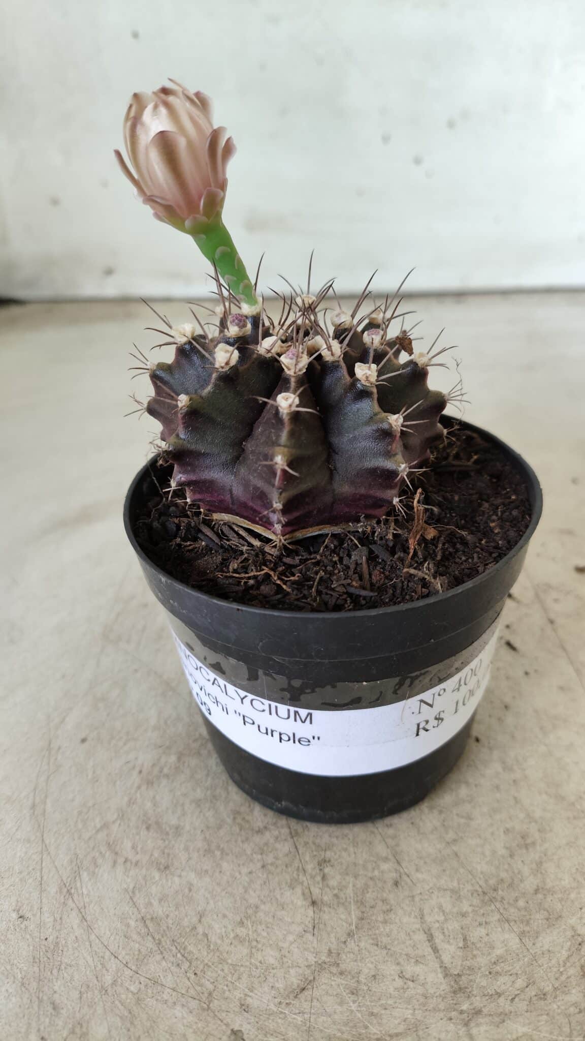 Gymnocalycium Mihanovichii “Purple” Nº 400 – vaso 09