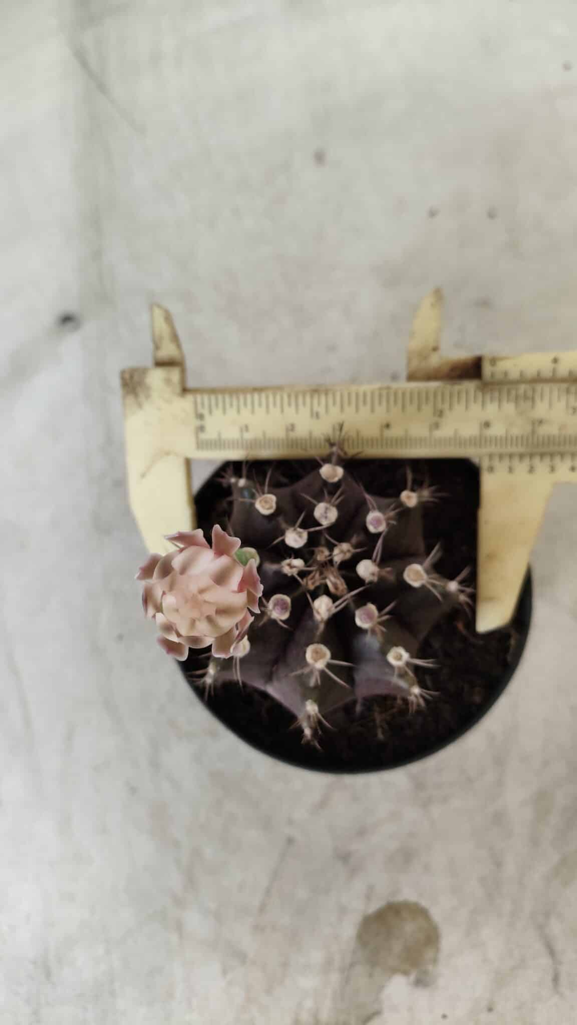 Gymnocalycium Mihanovichii “Purple” Nº 400 – vaso 09