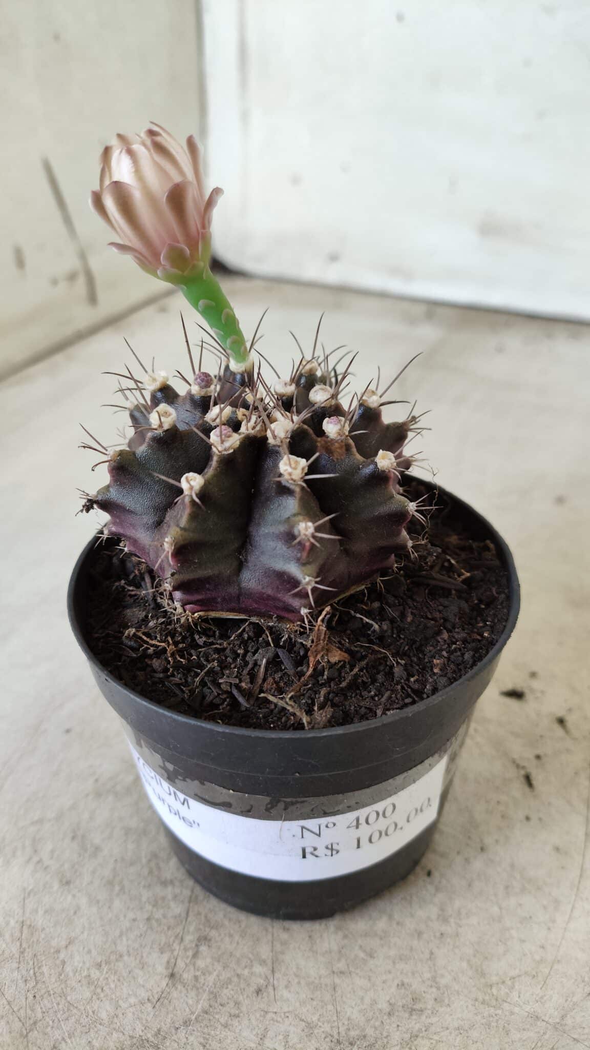 Gymnocalycium Mihanovichii “Purple” Nº 400 – vaso 09