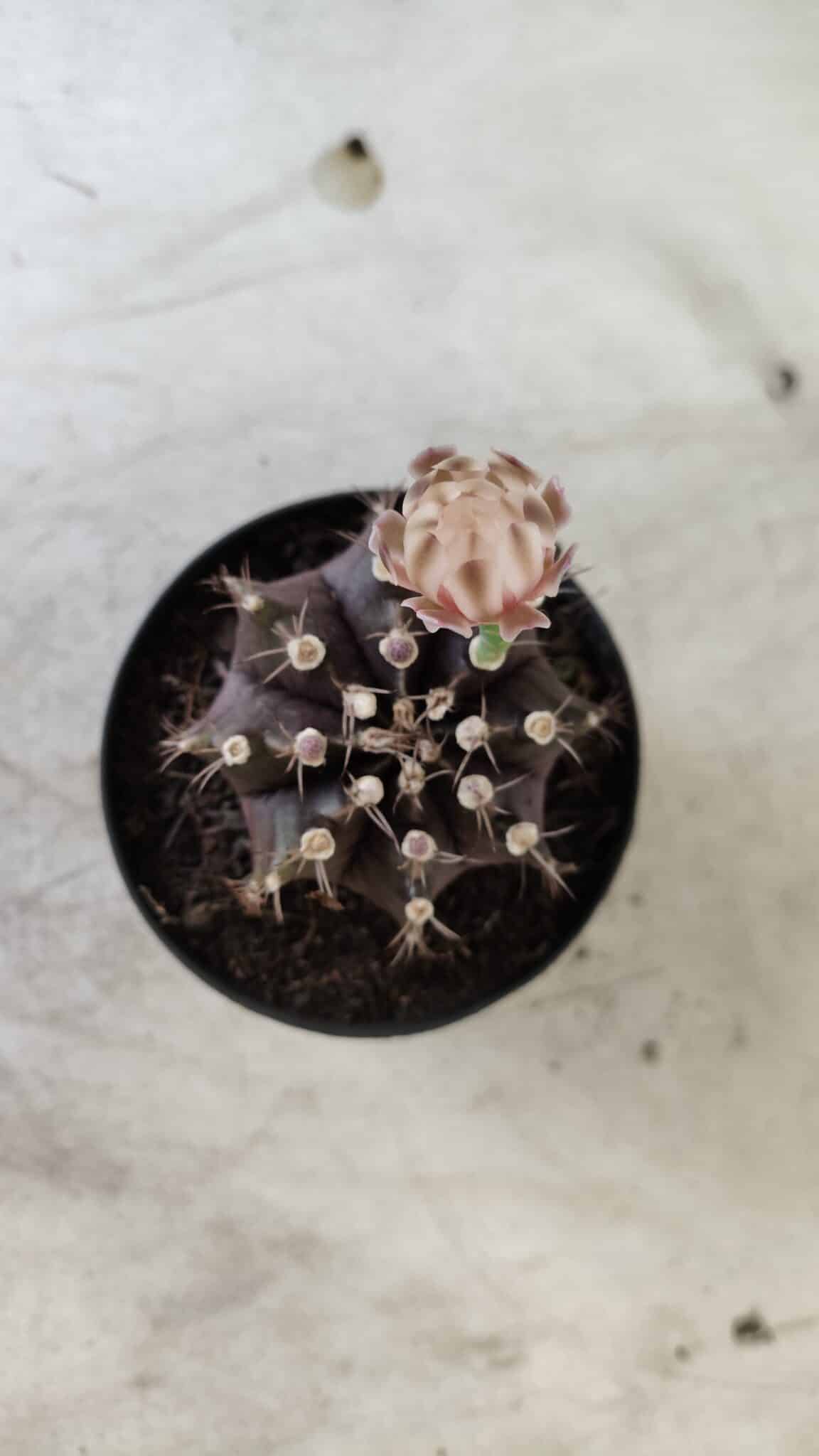 Gymnocalycium Mihanovichii “Purple” Nº 400 – vaso 09