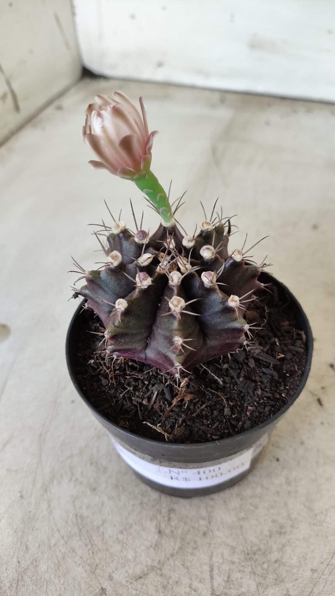 Gymnocalycium Mihanovichii “Purple” Nº 400 – vaso 09