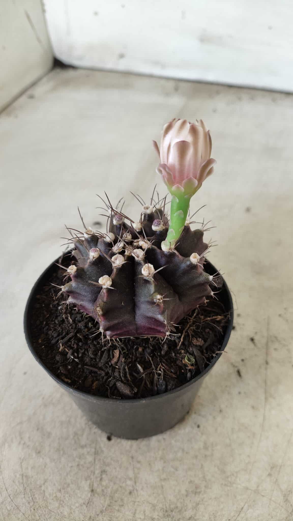 Gymnocalycium Mihanovichii “Purple” Nº 400 – vaso 09