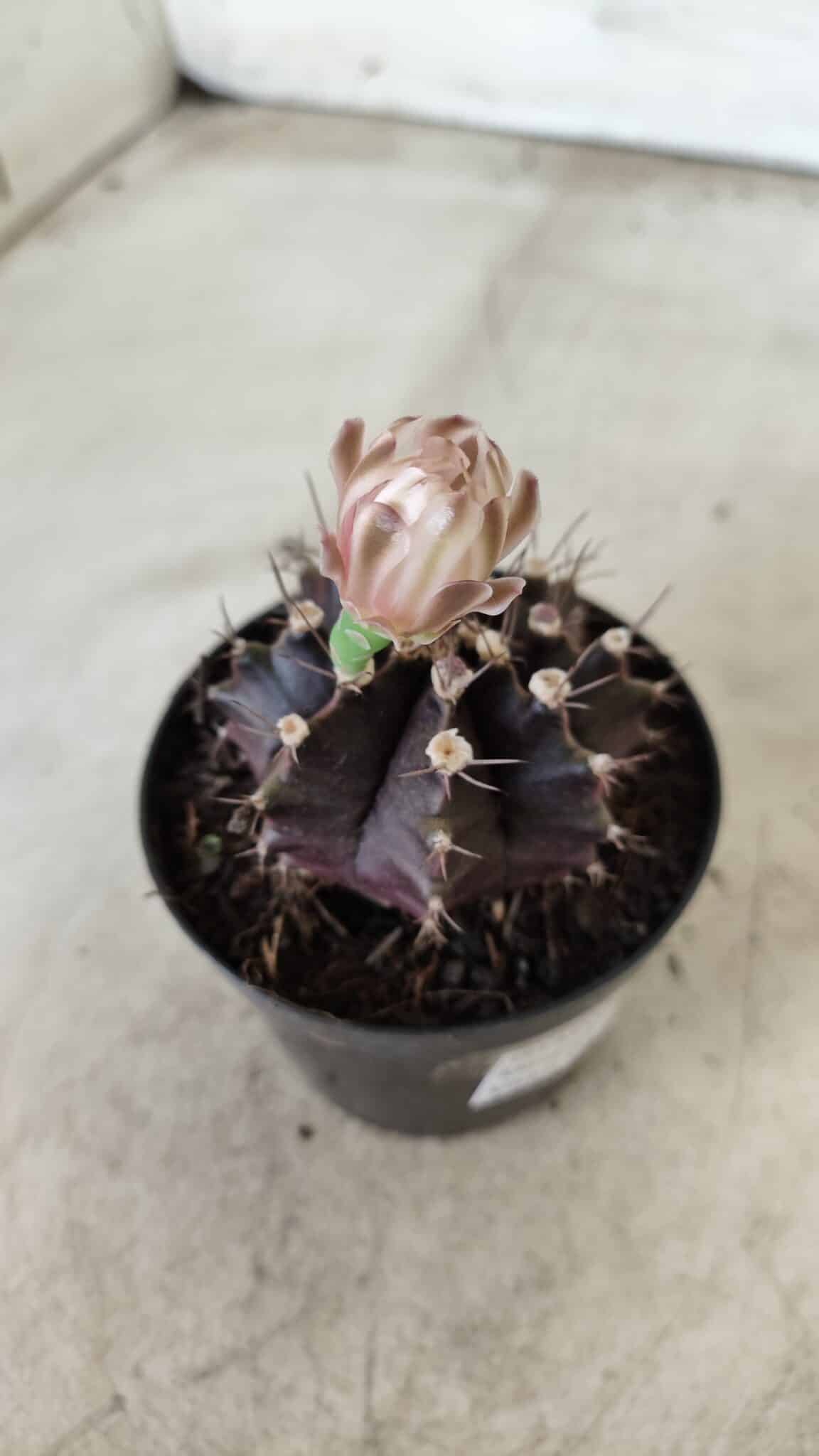 Gymnocalycium Mihanovichii “Purple” Nº 400 – vaso 09